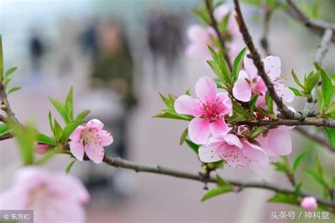 咸池 桃花|咸池（桃花煞）